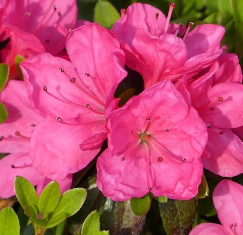Rhododendron obtusum 'Anne Frank' Japanische Azalee 25-30 cm Pflanze rosa Blüten