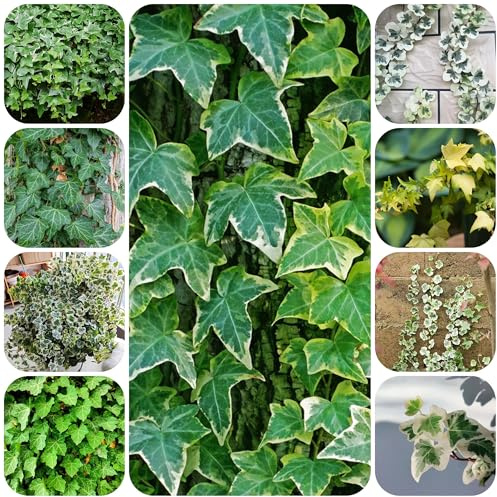 Pothos - semillas techos verdes de semillas plantas decorativas de jardín hierbas plantas exóticas planta maceta hiedra interior decorativas verdes bonsái en macetas jardín 500pcs
