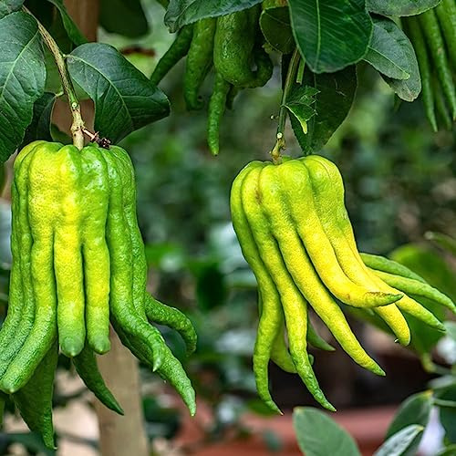 Bergamota bonsái di interni semi biologici giardino balcone espaldera di giardino acquistare bonsái colonnari resistenti selvatici 120pcs