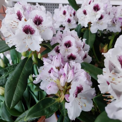 Semi di rododendro, estivi azalea, semi di rari decorazioni giardino per esterni arredamento del soggiorno balcone balcone 130pcs