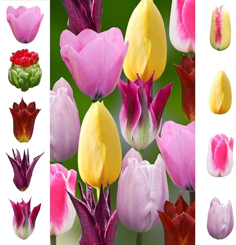 Tulpenzwiebeln 60 x 'Garden Pride Collection ' - The Bulb Farmers - Fruhjahr - in den Niederlanden gezuchtet - Tulpen Zwiebeln - Blumenzwiebeln