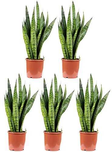 Uppsättning av 5 båghampa – Sansevieria zeylanica – höjd ca 65 cm, kruka Ø 17 cm