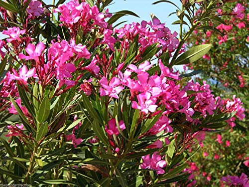 Portal Cool 30: Nerium Oleander di colore rosa caldo 15 o 30 Semi, Piccolo Hardy le albero or arbusto