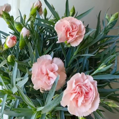 semi di garofano, resistenti all'esterno perenni tappezzanti primaverili aiuola rialzata per al balcone 1000pcs