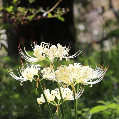 giglio ragno - Lycoris Radiata di balcone decorazione giardino Copertura terreno 9bulbi