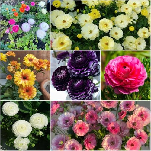 bulbi di granuli - bulbo selvatico antico resistente all'inverno per il giardino Bonsái di interni 15pcs