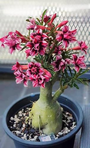 Bulbos de Rosa del Desierto (Rosa), Adenium Bonsái, Suculenta Exótica Decorativa, Fácil de Cuidar en Maceta-3 rizomas