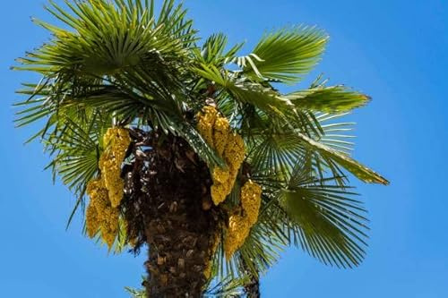 Mediterrano Palmendünger 10 kg – Premium Spezialdünger für kräftige, sattgrüne & widerstandsfähige Palmen – Ideal bei Frostschäden