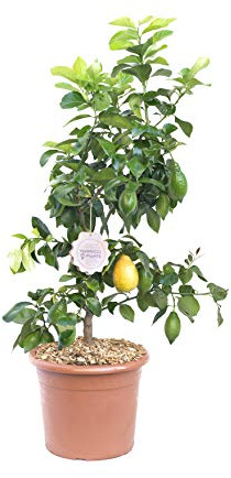 Vannucci Piante - Citrus limonum, Limone, Agrumi, Pianta vera, Pianta da terrazzo, Albero da frutto, Mediterranea