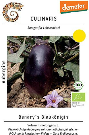 Culinaris 093 Aubergine Benarys Blaukönigin (Bio-Auberginensamen)