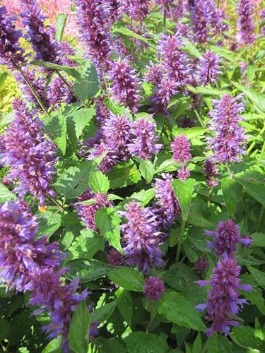Agastache rugosa Blue Boa - Garten-Duftnessel - Mexikonessel Verpackungseinheit 1