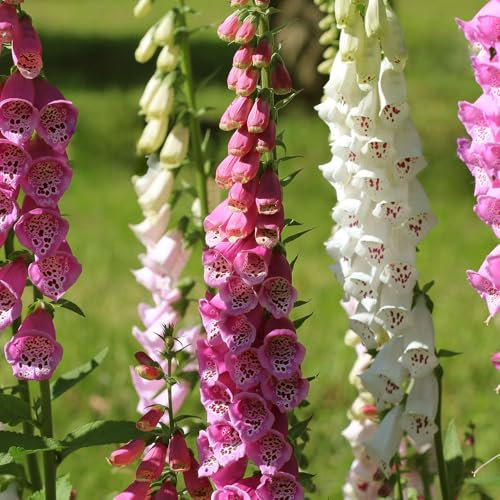 Foxglove Excelsior Mixed Seeds – RHS Plants for Pollinators – Hardy Perennial – Easy to Grow – for Your Beautiful Garden