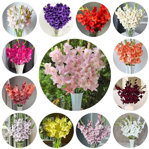 bulbi di gladiola resistente - giardino esterno 12pcs