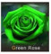 les colis noirs lcn 20 graines de Rose rosiers Couleur Vert