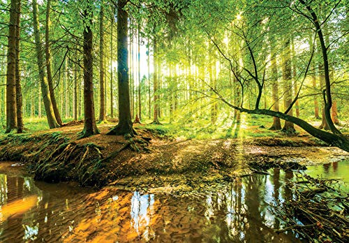 WallArena Vlies Fototapete, Wald, 368x254cm