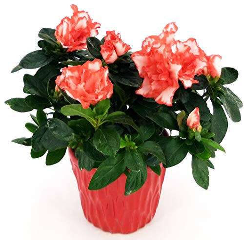 POWERS TO FLOWERS - AZALEA MATISS IN VASO CERAMICA ROSSO, pianta da interno/esterno, pianta vera