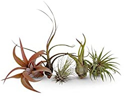 DECOALIVE Set de 5 Claveles del Aire Naturales Plantas para la Casa, 8435712001717