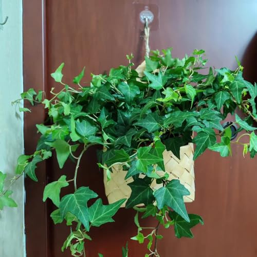 Semillas de hiedra de rápido crecimiento, resistentes para balcones. semillas de hiedra verde, semillas de variedades antiguas de interior purificadoras de aire 80pcs