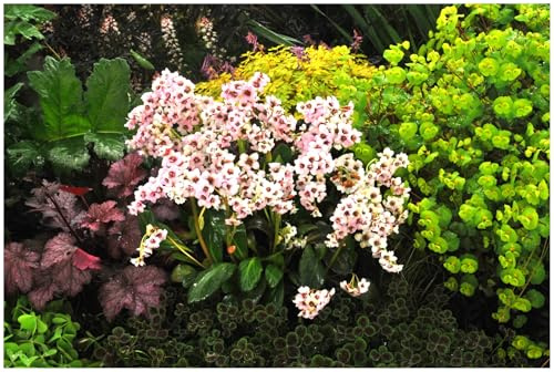 Stauden Gänge 3 x Bergenia cordifolia 'Dragonfly Angel Kiss' (Winterhart/Stauden/Staude/Mehrjährig/Immergrün/Bodendecker) Bergenie - Blüht früh. Bleibt schön. Begeistert lange - Bienenfreundlich