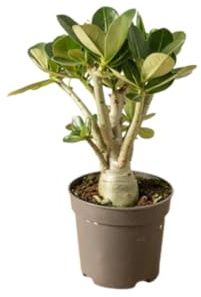 Vivaio Garden Forest Adenium obesum Rosa del deserto succulenta | Caudiciforme, Tronco a bottiglia decorativo, Fioritura estiva rosa/bianca/rossa, Piena luce e poche irrigazioni