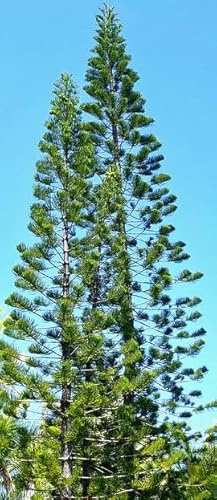 6 Semillas de Araucaria Columnaris, Pino de Cook, Árbol Ornamental de Gran Altura