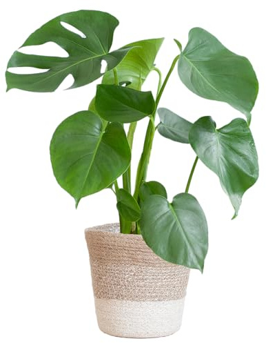 Monstera Deliciosa avec panier de Lisbonne blanc - 40-50cm - Ø17cm - Plante d'intérieur - Vert persistant