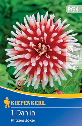 Kiepenkerl Kaktus-Dahlie Pfitzers Joker - Blumenzwiebeln für Farbenpracht, Frühjahrsblumenzwiebeln Dunkelrot mit Weißen Spitzen
