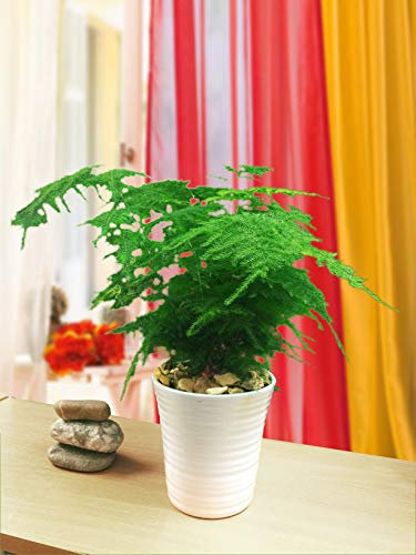 1 helecho Setaceus de espárragos en maceta de cerámica blanca y aderezo de grava dorada otoñal