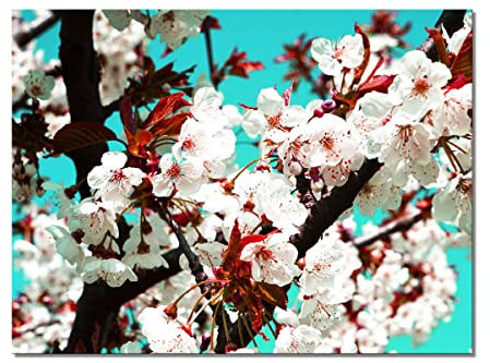 Glücksvilla - Japan-Style Kirschblüte 2 - div. Maße (Acrylglas-Bild 5 mm, 80 x 60 cm) aus DE - Kunstdruck XXL Deko-Wandbild quer - Fotografie Garten-Pflanzen Blumen Blätter Natur x