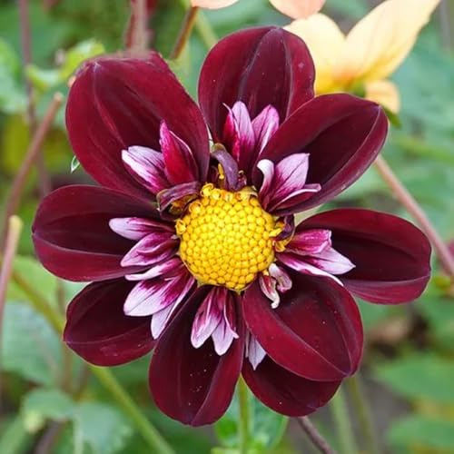 tubérculos de dalia resistentes - jardín rocas exóticas Decoración 5pcs