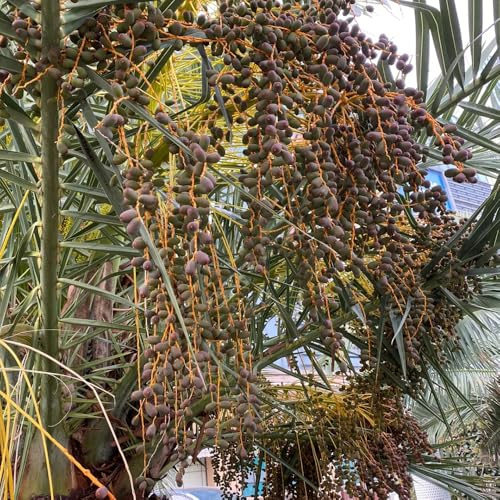 semillas de palmera datilera - Decoración balcón orgánicas variedades antiguas resistentes perennes 50pcs