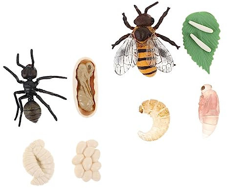 MOLUCKFU 2sätze Lebenszyklus-Figuren Aus Plastik Für Honigbienen Und Ameisen Pädagogische Modelle Zur Kognitive Entwicklung Für Junge Mädchen Simulierte Wachstumsphasen