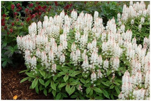Stauden Gänge 10 x Tiarella Hybride 'Spring Symphony' (Staude/Winterhart/Mehrjährig/Bodendecker/Stauden/Immergrün) Schaumblüte - Frühlingshafter Charme für schattige Beete - Tolles Blütenmeer