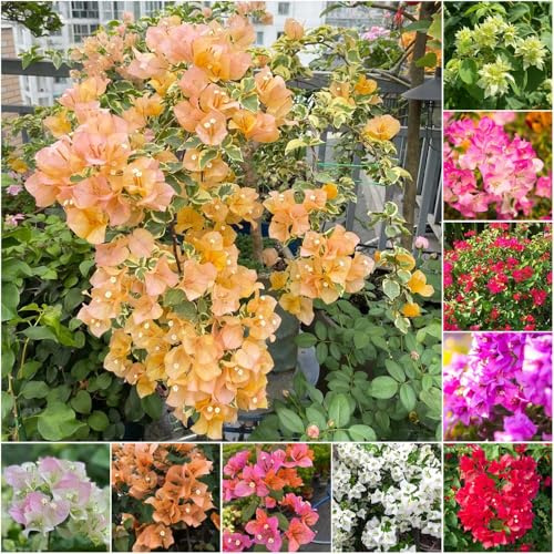 bougainvillea - steingartenpflanzen winterhart pflanzensamen exotische garten balkon garten kletterpflanzen winterhart winterharte kübelpflanzen wildblumensamen 1000samen