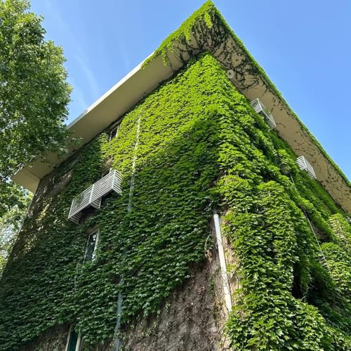 Semi di rampicanti Virginia, d'appartamento che purificano l'aria di vite selvatica, rampicanti a crescita rapida decorativa 450pcs