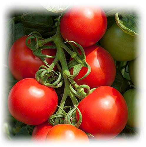 Cocktail Crush F1 Tomato 10 Seeds Bred to Withstand Blight Grows Standard Sized Tomatoes with Sweet to Taste Fruits