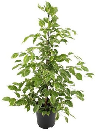 Ficus benjamina Goldenking – Ø 21 cm – 95 cm