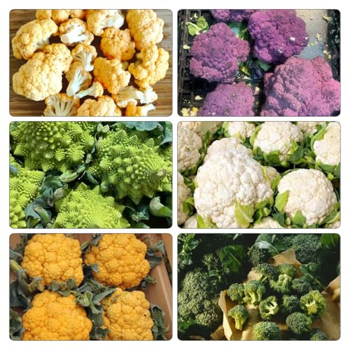 semillas de coliflor - variedades exóticas tradicionales elevado jardín balcón del decoración con parterre 250pcs