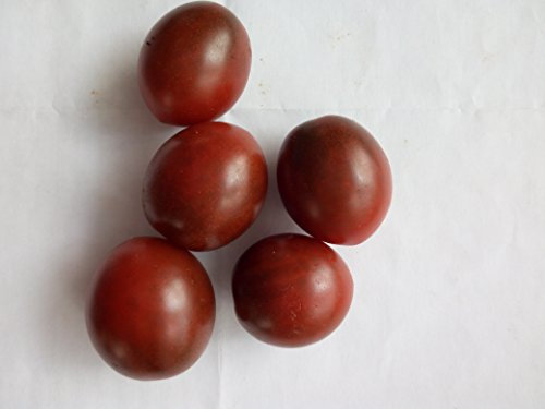 SEMI POMODORO DATTERINO NERO