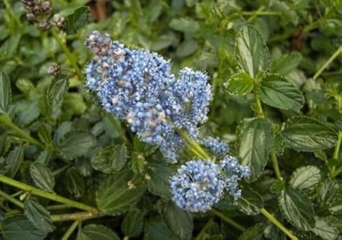 Ceanothus thyrsifolius var. repens - Kriechende Säckelblume - 20-30