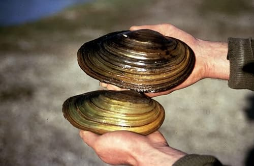 Teichmuschel Set - Wunderwaffe gegen Schwebe Algen im Teich - Natürlicher Biofilter im Gartenteich, Menge [STK]:5 STK.