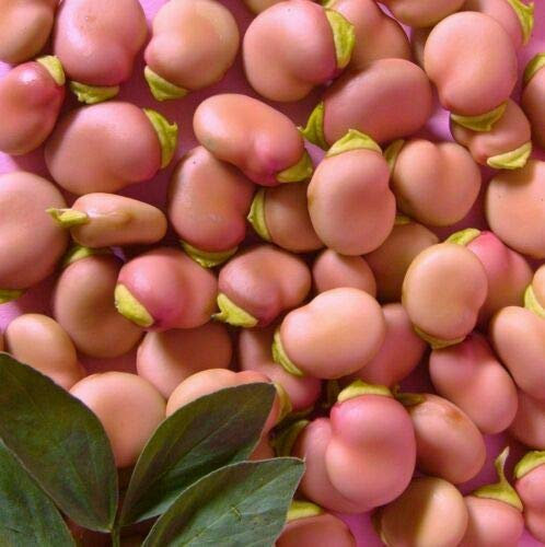 10 Seeds of Pink Karmazyn Broad Beans
