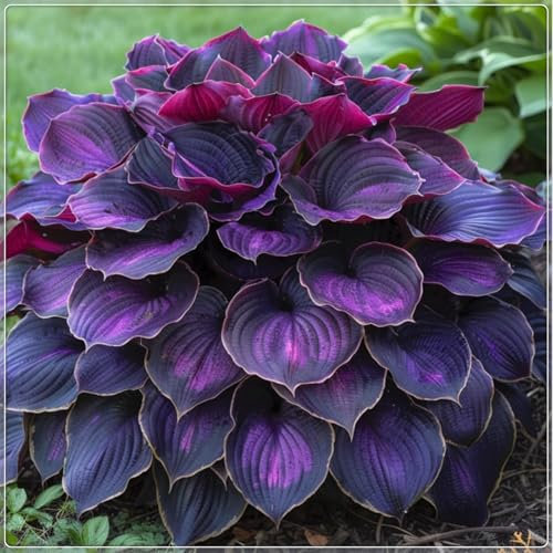 Excellent Display, Easy to Plant, Wedding Flowers, Hostas for Planting, Greening Flower,Hosta Rhizome，Flowering Rhizome,Indoor or Outdoor-8 Bulbs-H