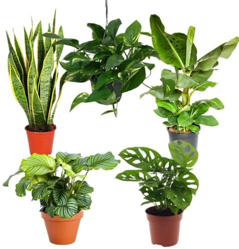 “Exotica” Pflanzenset | 5er-Set | Musa, Calathea, Adansonii, Efeutute, Sansevieria | ca. 25-50 cm | Ø 12-15 cm Topf | Exotische Zimmerpflanzen für Wohnung und Büro