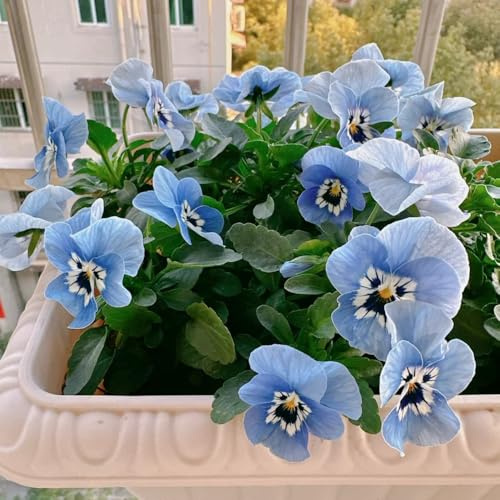 Semi di viola cornuta, Le da giardino sono Viola cornuta - semi biologici rare per luoghi soleggiati comprare viole 550pcs