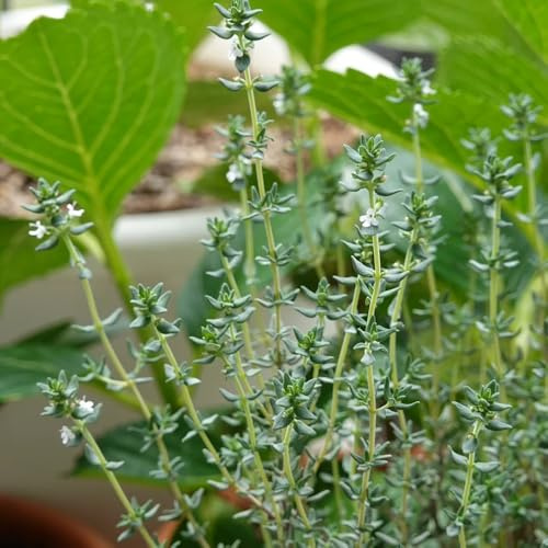semi di timo serpillo - resistenti balcone perenni giardino 500pcs