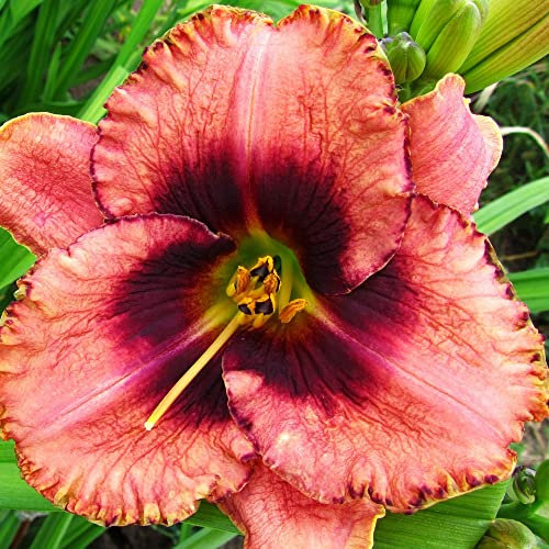 Hemerocallis bulbi bulbi di Hemerocallis Daylily resistente facile da sopravvivere