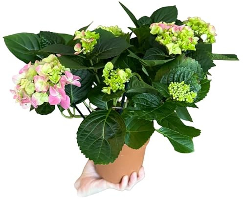 Planta Natural de Pink Hydrangea – Hortensia Rosa Viva Perfecta para Regalo o Paisajismo