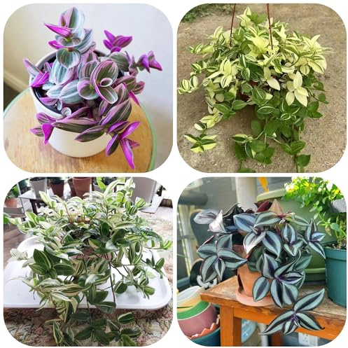 semi di tradescantia - appartamento balcone esterno serre giardino 100pcs