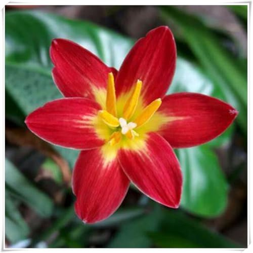 Bulbi di Zephyranthes | Fresco, Luminoso, Elegante, Tenero, Naturale-3 bulbi